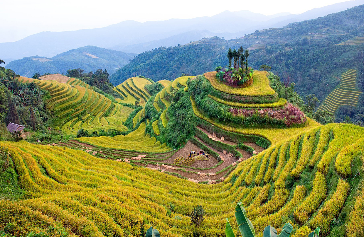 Ruộng bậc thang. Ảnh Phạm Dực